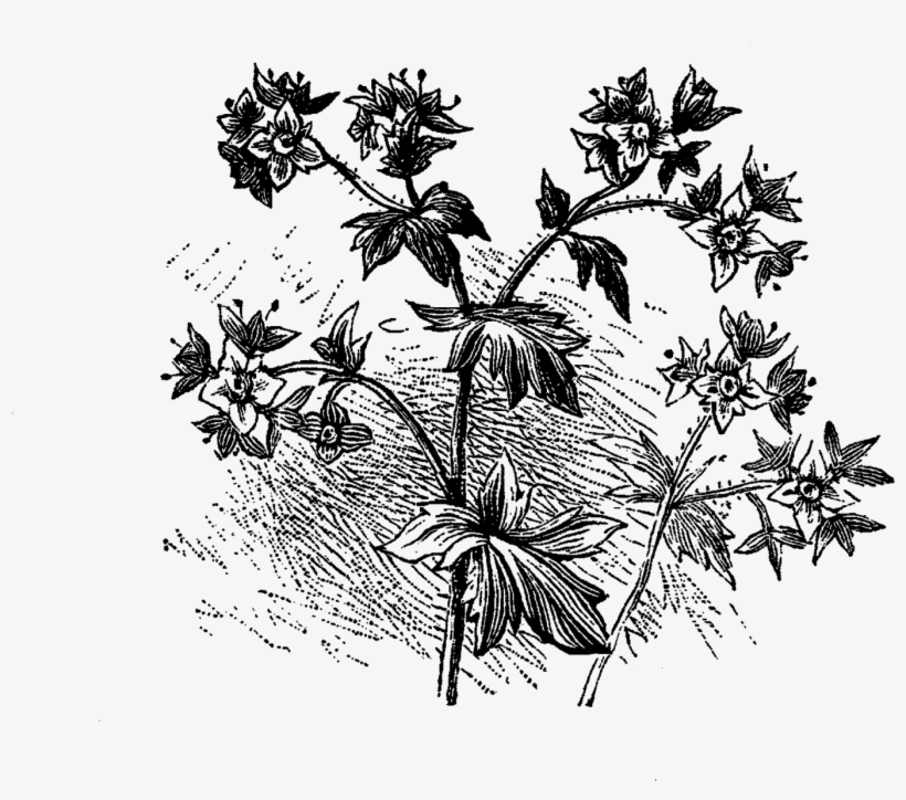 Digital Flower Illustration - Illustration, transparent png #1905899