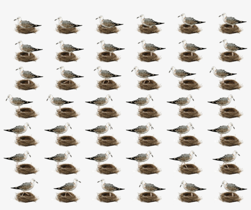 Виртуальный Дух-помощник - Raccoon, transparent png #1906851