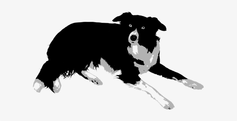 If You Want A Great Place To Buy Dog Accessories Like - Border Collie Vector Png, transparent png #1906955