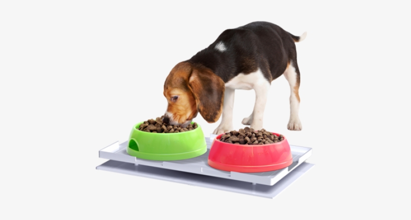 Ant Proof Plate - Ant Proof Feeding Mat, transparent png #1907142