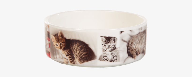 Cat, transparent png #1907404