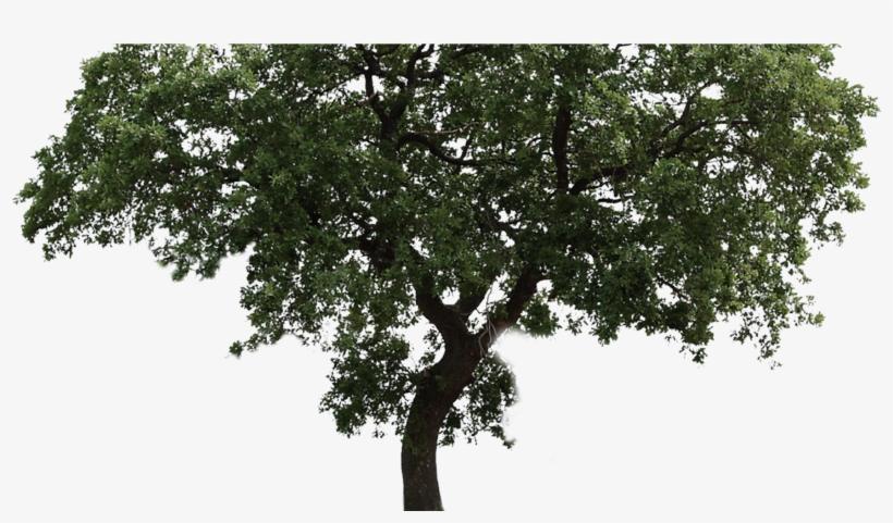 Arbol - Arvore Png Fundo Transparente, transparent png #1907456