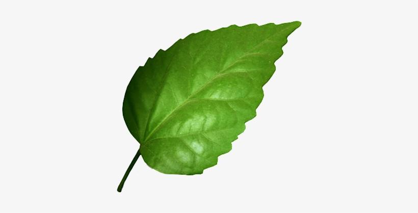 Hojas De Arbol Png - Green Leaf, transparent png #1907644