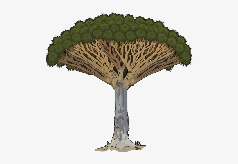Drago1 - Árbol Medusa En Peligro De Extincion, transparent png #1907689