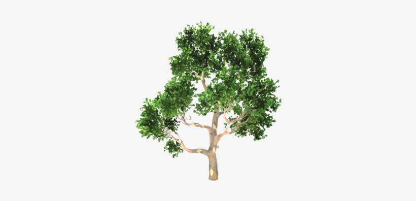 Arbol - Euclidean Vector, transparent png #1907749