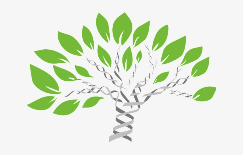 Como Encontrar Los Dobles En Nuestro Árbol Genealógico - Dna Barcoding In Plant, transparent png #1907753