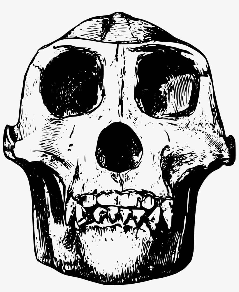 Free Image On Pixabay - Gorilla Skull Png, transparent png #1908705