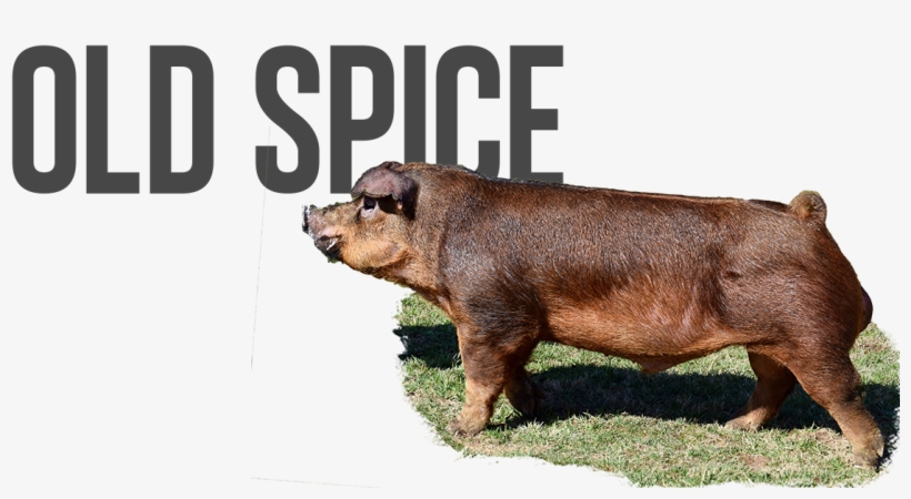 Old Spice - Pre-order - $100 - Overrun - $75 - Last - Robin Schulz, transparent png #1911280