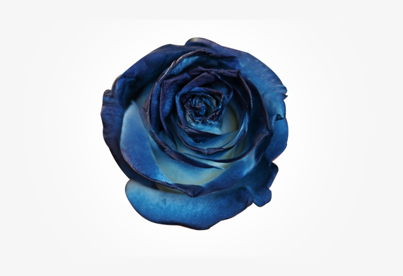 Mary Magdalene On The New Moon Eclipse - Floribunda, transparent png #1912295