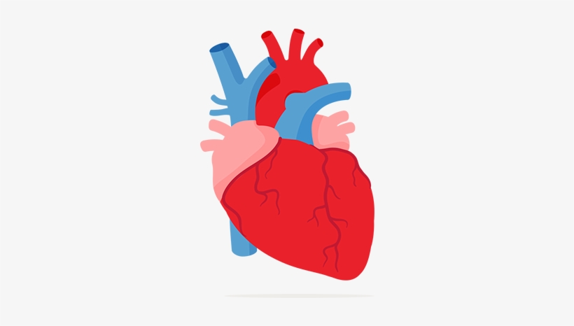Image Heart And Lungs Clipart - Your Heart, transparent png #1913154