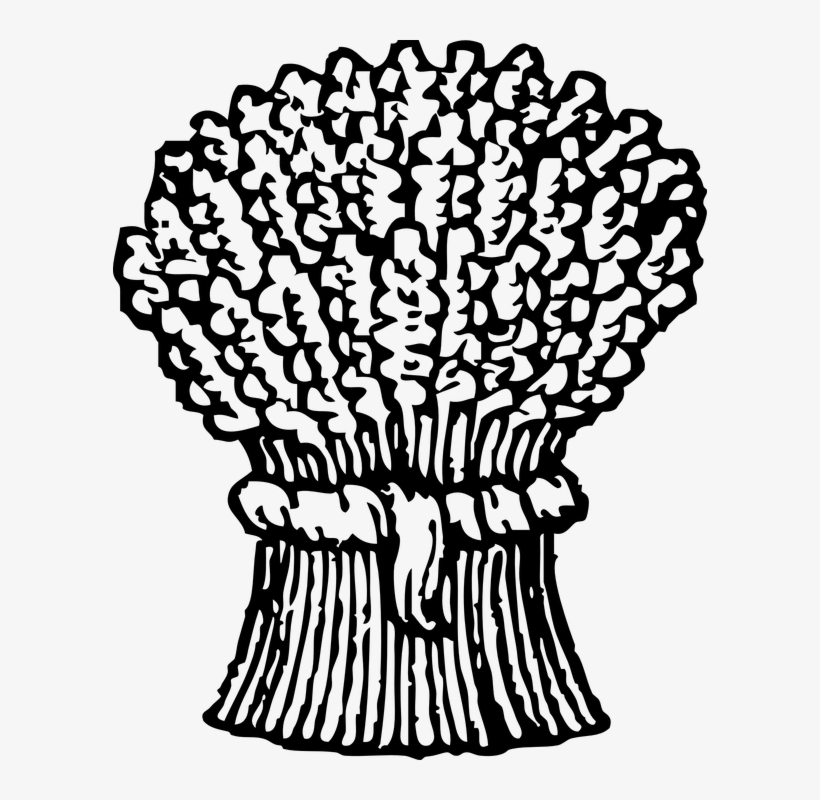 Collection Of Free Bundling Crop Download On - Sheaf Of Wheat Drawing, transparent png #1914464