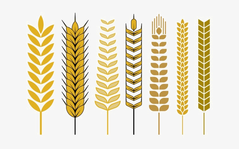 Wheat Vector Free Png - Stalk Of Wheat Drawing, transparent png #1914484
