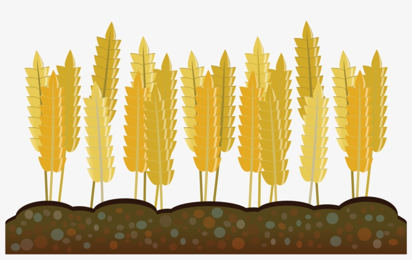 Abstract Crops Wheat 1969px 423 - Wheat Harvest Clip Art, transparent png #1914536