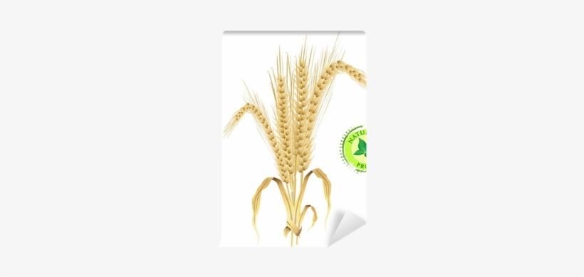 Natural Background, Ears Of Wheat, Vector Illustration - Love-embassy Gypsophila Fresh Enzyme & Yeast 60cp30days≪yeast, transparent png #1914582