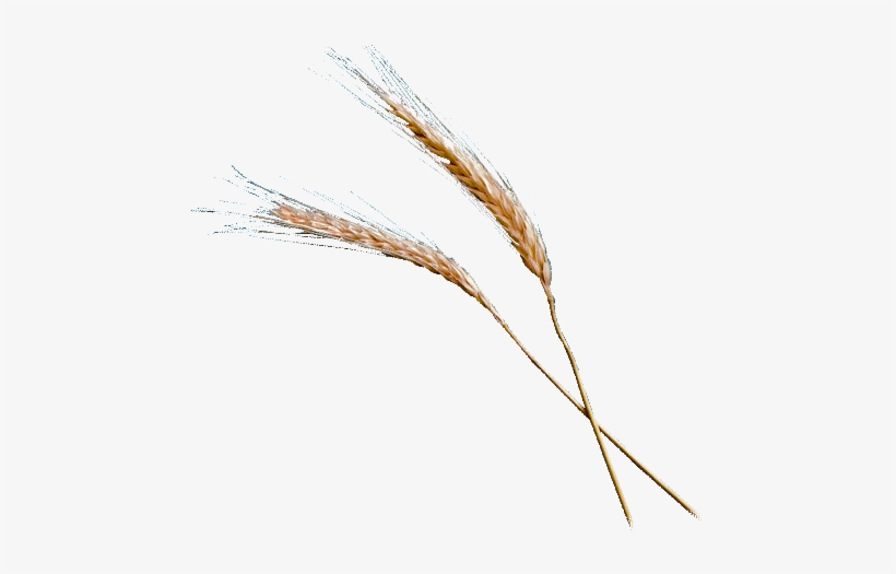 Wheat Vector Png Wheat Illustration Png A Grain Of - Grain Of Wheat, transparent png #1914746