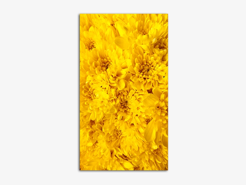 Yellow Flowers Wallpaper Big - Mobile Phone, transparent png #1915282