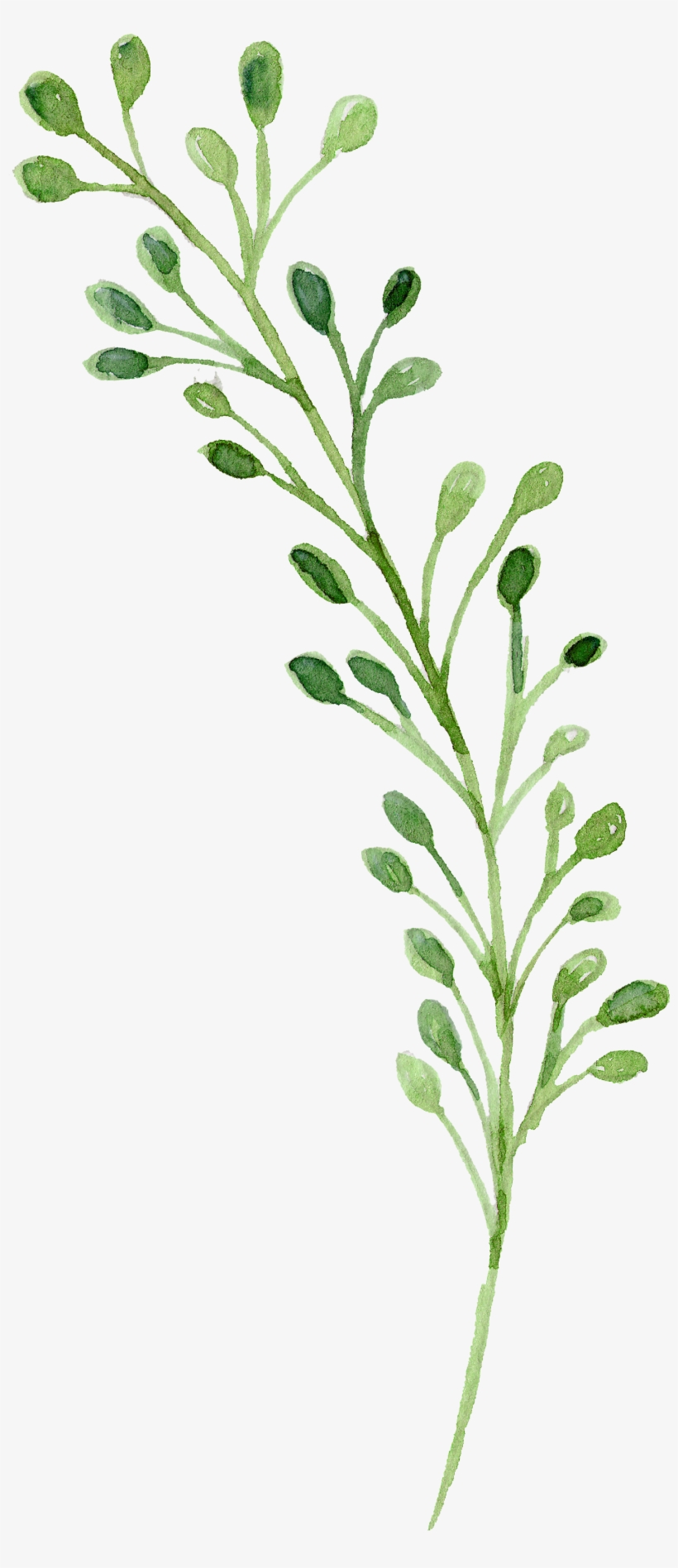 Watercolor Painting Green - Watercolor Green Flowers Png, transparent png #1916074
