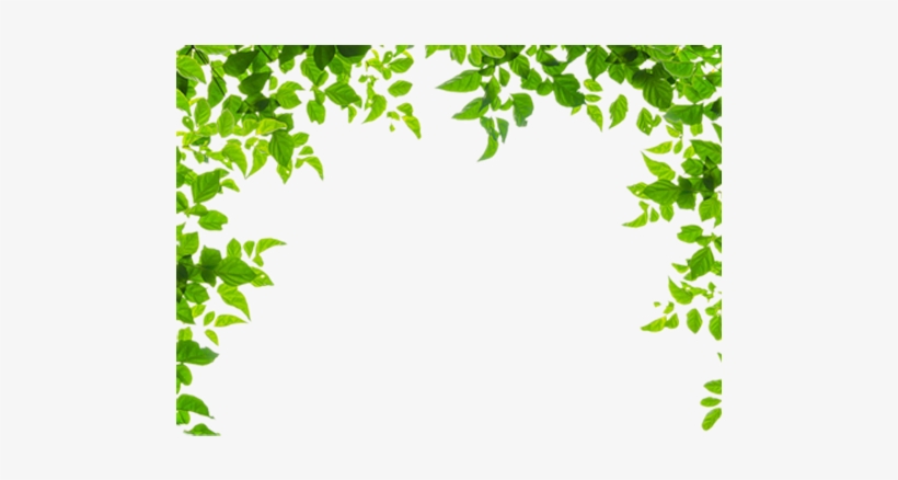 Leaf Borders Png - Leaf Borders And Frames, transparent png #1918151