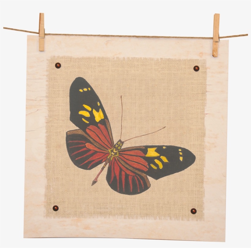 Heliconius Burneyi Giclee' Watercolor Print - Butterfly, transparent png #1918406