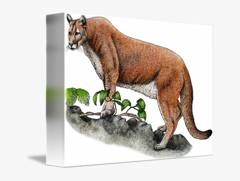 Florida Panther By Roger Hall Jpg Black And White - Endangered Animals Of North America King Duvet, transparent png #1918745