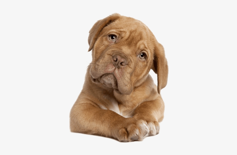 Fast Relief For Dog Ear Infections - Dogue De Bordeaux French Mastiff Puppy (for, transparent png #1919918