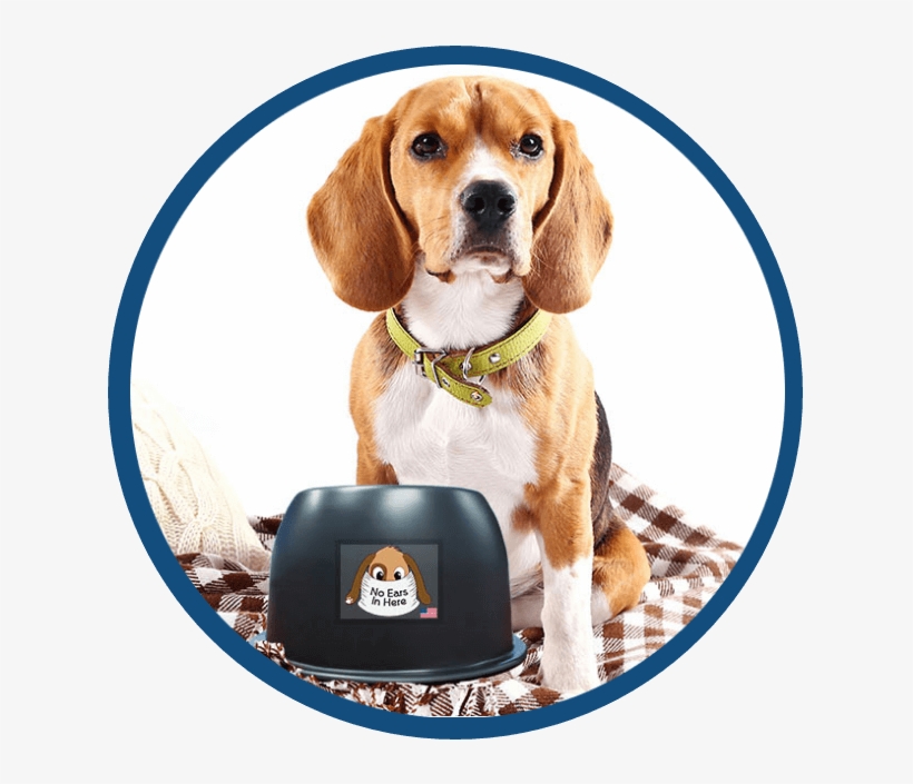 A Beagle With The No Ears In Here Bowl - Long Eared Dogs, transparent png #1919942