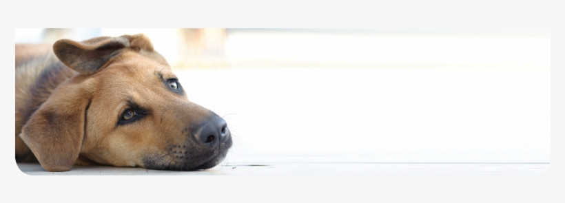 Moisture On Dogs Nose, transparent png #1920044