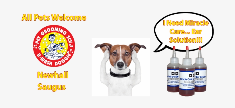 Miracle Cure Ear Solution At U-wash Doggie - Meditation In Minutes: 10 Minutes Or Less, transparent png #1920307