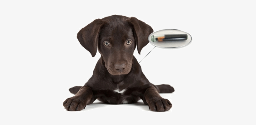 Pet Ear Infections - Petco 10 Off Coupon 2016, transparent png #1920309