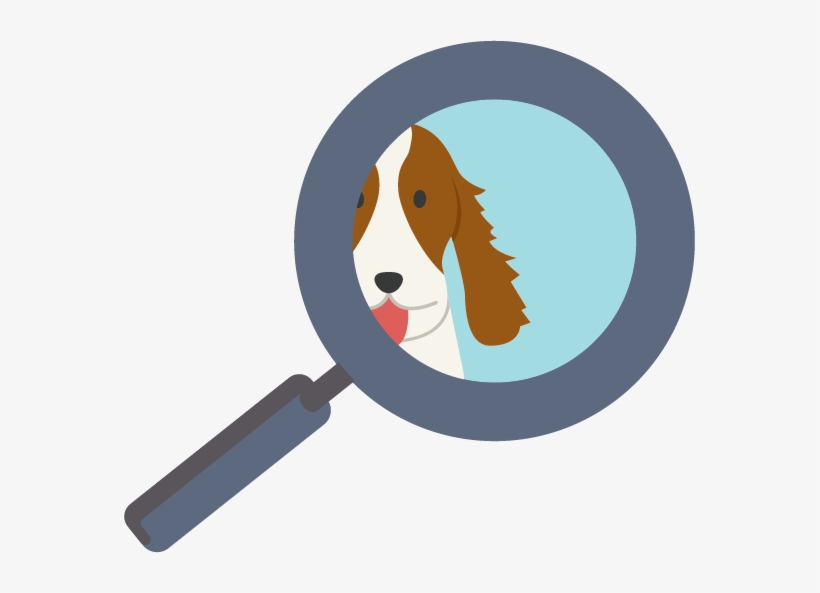 Springer Spaniels Are Medium Sized Dogs With Bodies - Boston Terrier, transparent png #1920423