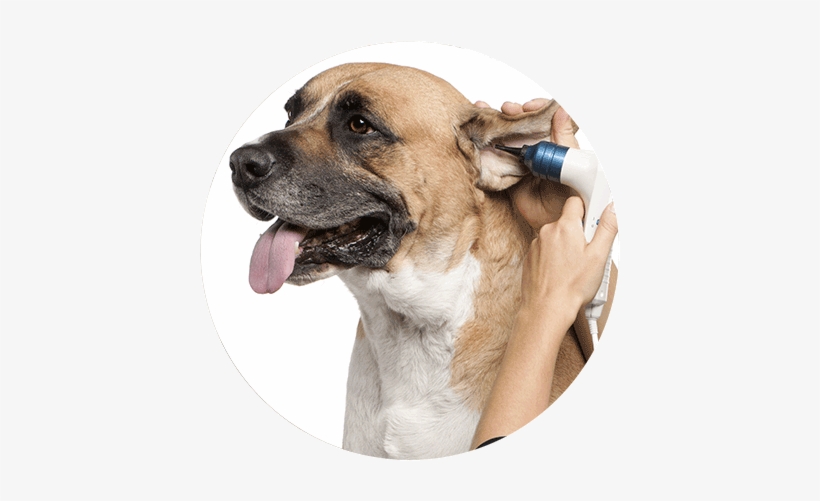 Ear Cleaning - Ear, transparent png #1920566