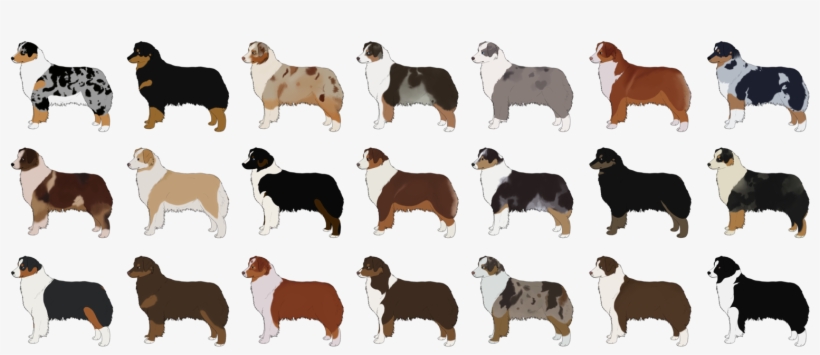 Lots Of Australian Shepherd Cartoon Dogs - Австралийская Овчарка Окрас Чёрный, transparent png #1921758