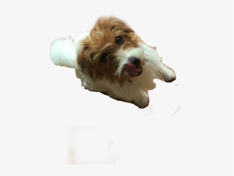 Kromfohrländer, transparent png #1921878