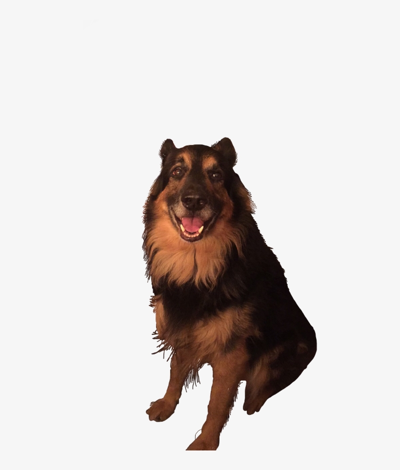 Dog, transparent png #1921956