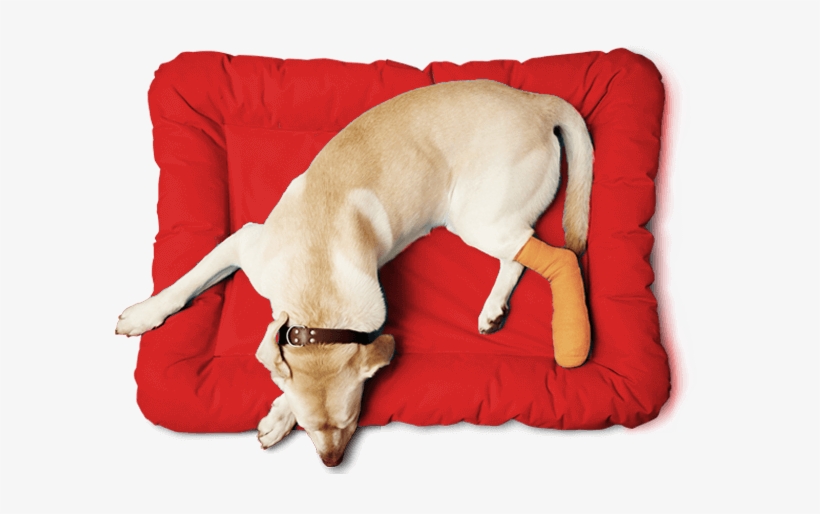 That's Why East Texas Pet Emergency Clinic In Longview - Companion Dog, transparent png #1921980