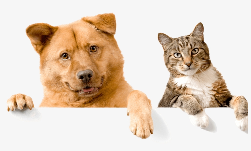 Subscribe To Thegoodypet Newsletter - Moving Cats And Dogs, transparent png #1921982