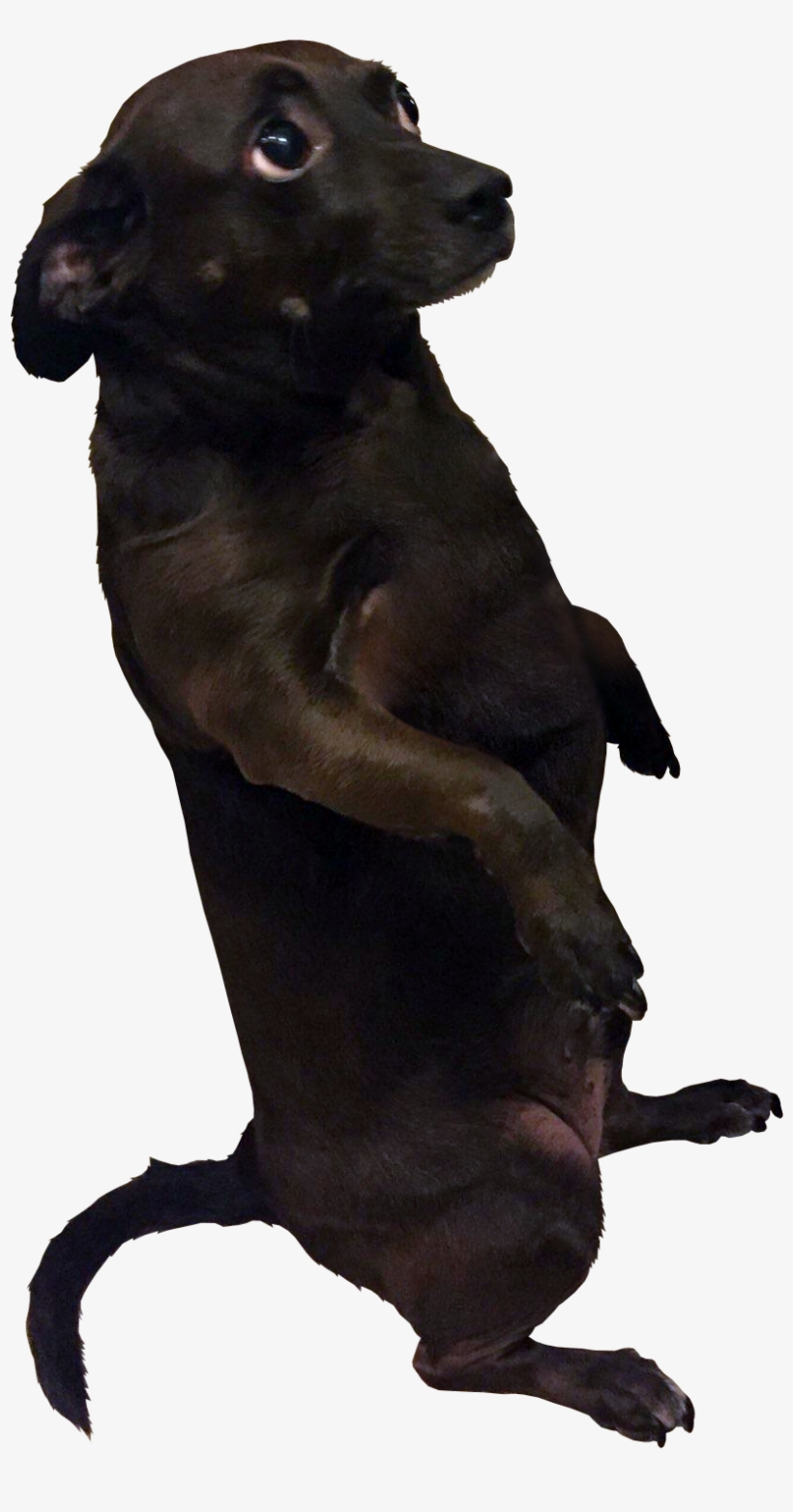 Cut - Hunting Dog, transparent png #1922028