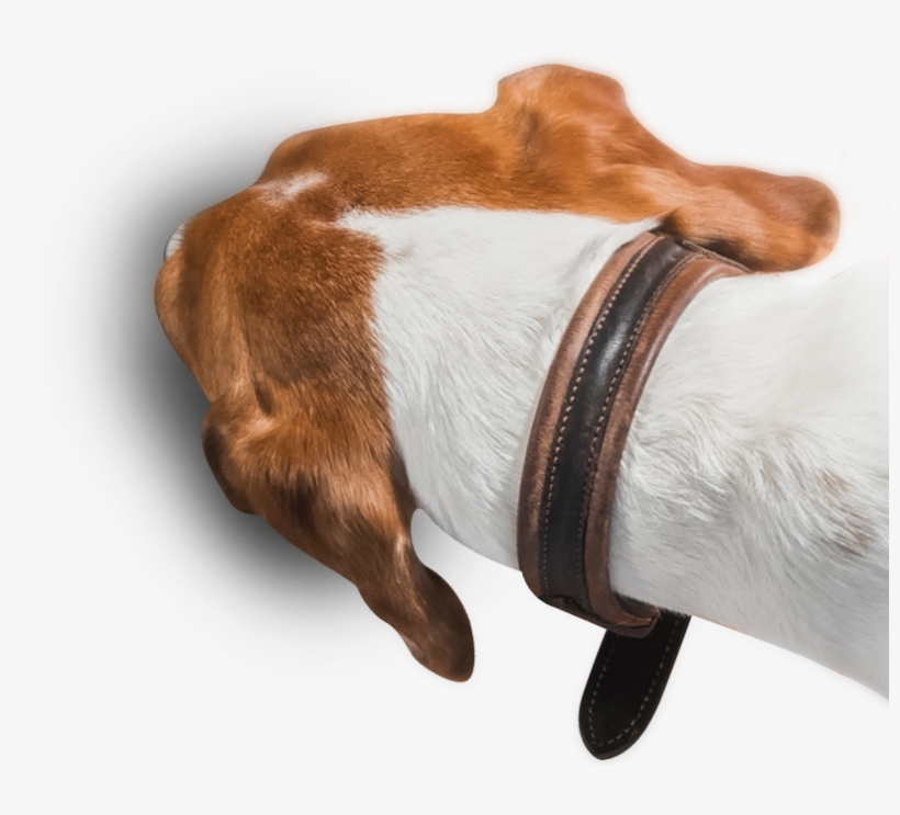 Find Your Recipe Food Bowl Find Your Recipe Doggo - Recipe, transparent png #1922150