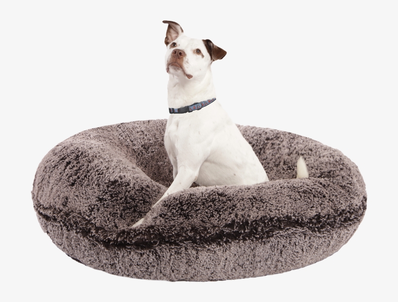 Build Your Own - Companion Dog, transparent png #1922255