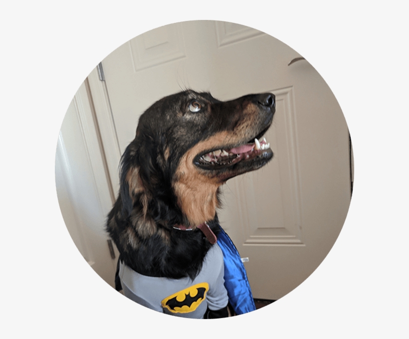 Emmy - Animal Rescue Group, transparent png #1922284