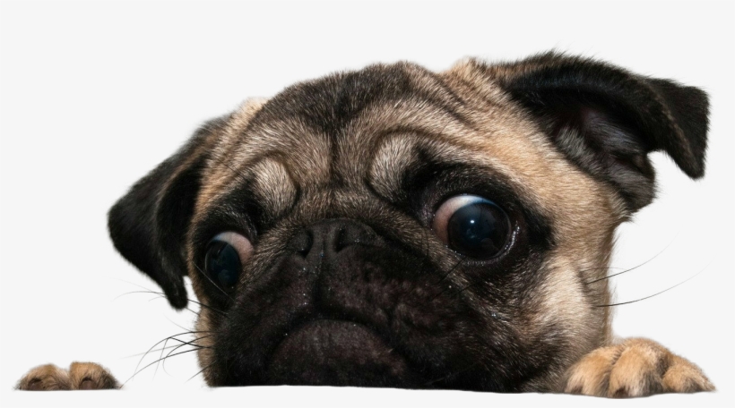 I - Imgur - Com - Pugs Png, transparent png #1922424