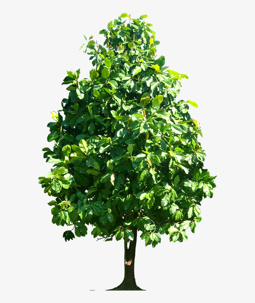 Tree Png Dillenia Pteropoda Image - Hickory Tree Clip Art, transparent png #1924975