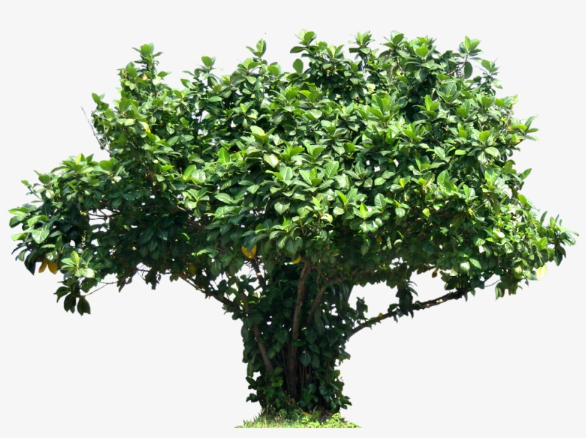 Tree Ficuslutea Png Image - Tree, transparent png #1925147