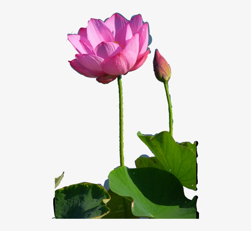 Sacred Lotus, transparent png #1925888