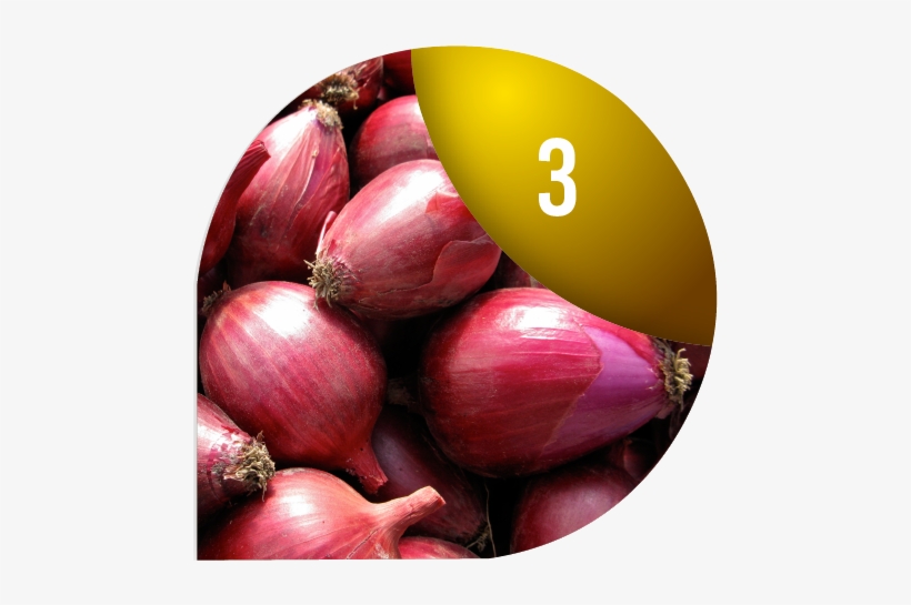 Growing Onions - Florida Garden Seeds, transparent png #1925889