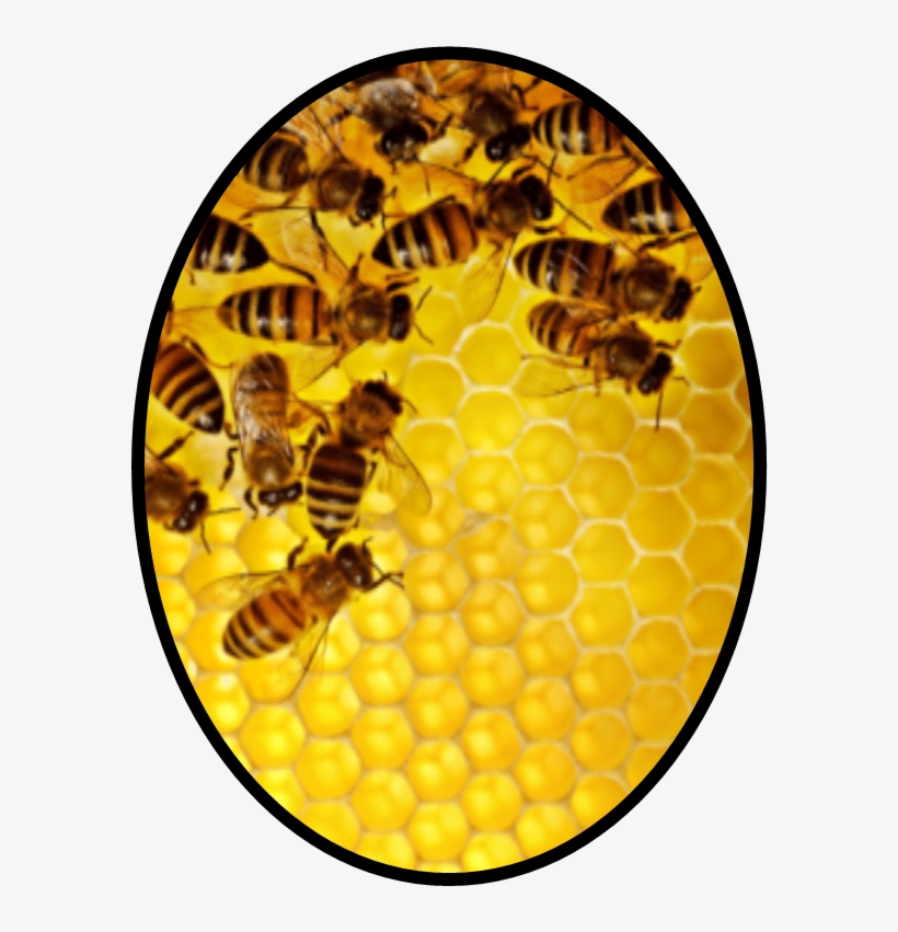 Inventing The Next Generation Of Occupancy Sensors - Bee Ver2 17" Laptop Sleeve, transparent png #1926727