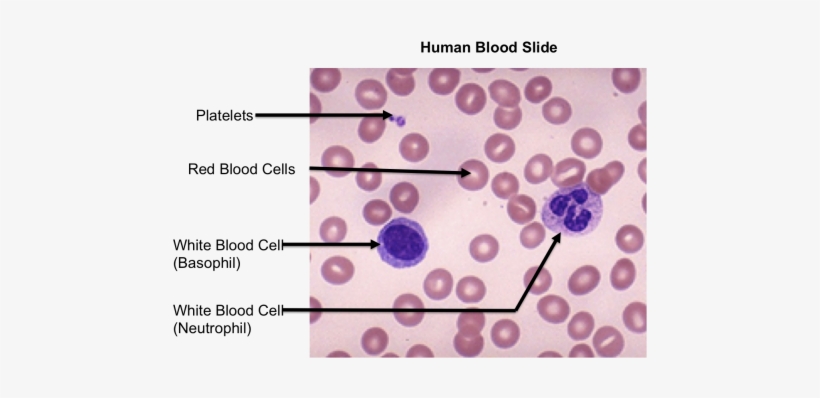 Top Images For Blood Smear Labeled On Picsunday - Human Blood Slide Labeled, transparent png #1928067