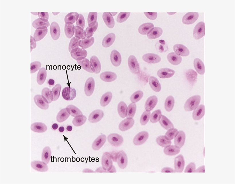 Healthy Avian Red Blood Cells With A Mature Monocyte,, transparent png #1928343