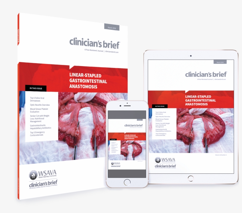 All 2018 Issues - 2018, transparent png #1928371