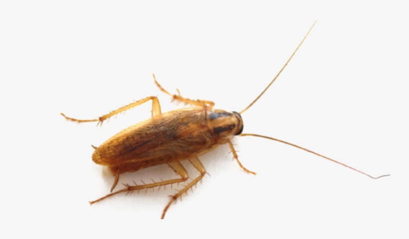 Roach Png High-quality Image - Cockroach Bug, transparent png #1936025